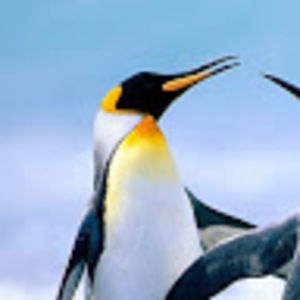 Meet your Posher, Joy